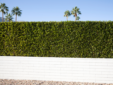 Best Shrubs for Privacy: Transform Your Garden Oasis