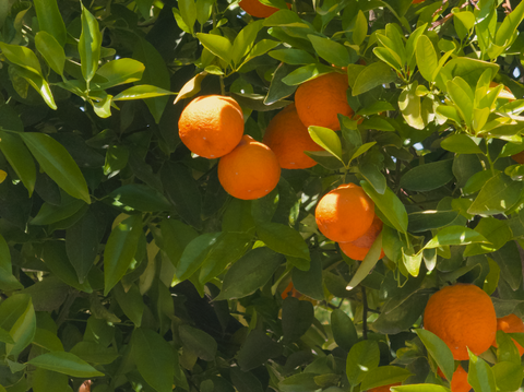 Best Fruit Trees to Plant for a Lush Garden