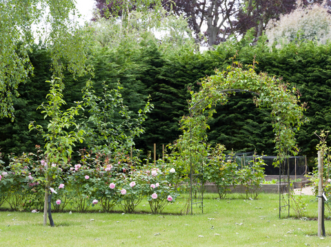 Fast Growing Hedges for Privacy: Best Options to Buy Online