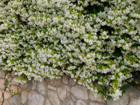 Star Jasmine Vines for Your Garden - Simply Trees