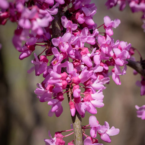 Redbud Tree Care Guide: Planting, Watering, Pruning & Common Problems