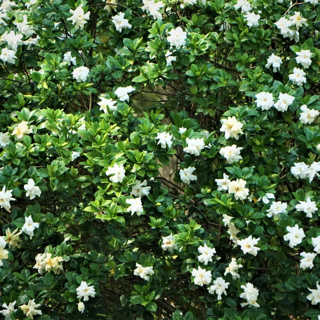 Gardenia Care Guide: How to Grow Healthy Plants, Fix Yellow Leaves & Encourage Blooms