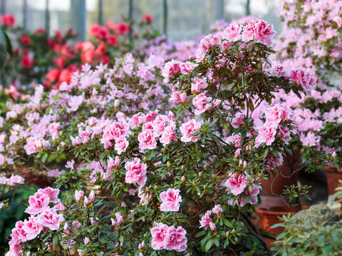 Azalea Care During Summer Heat Expert Tips