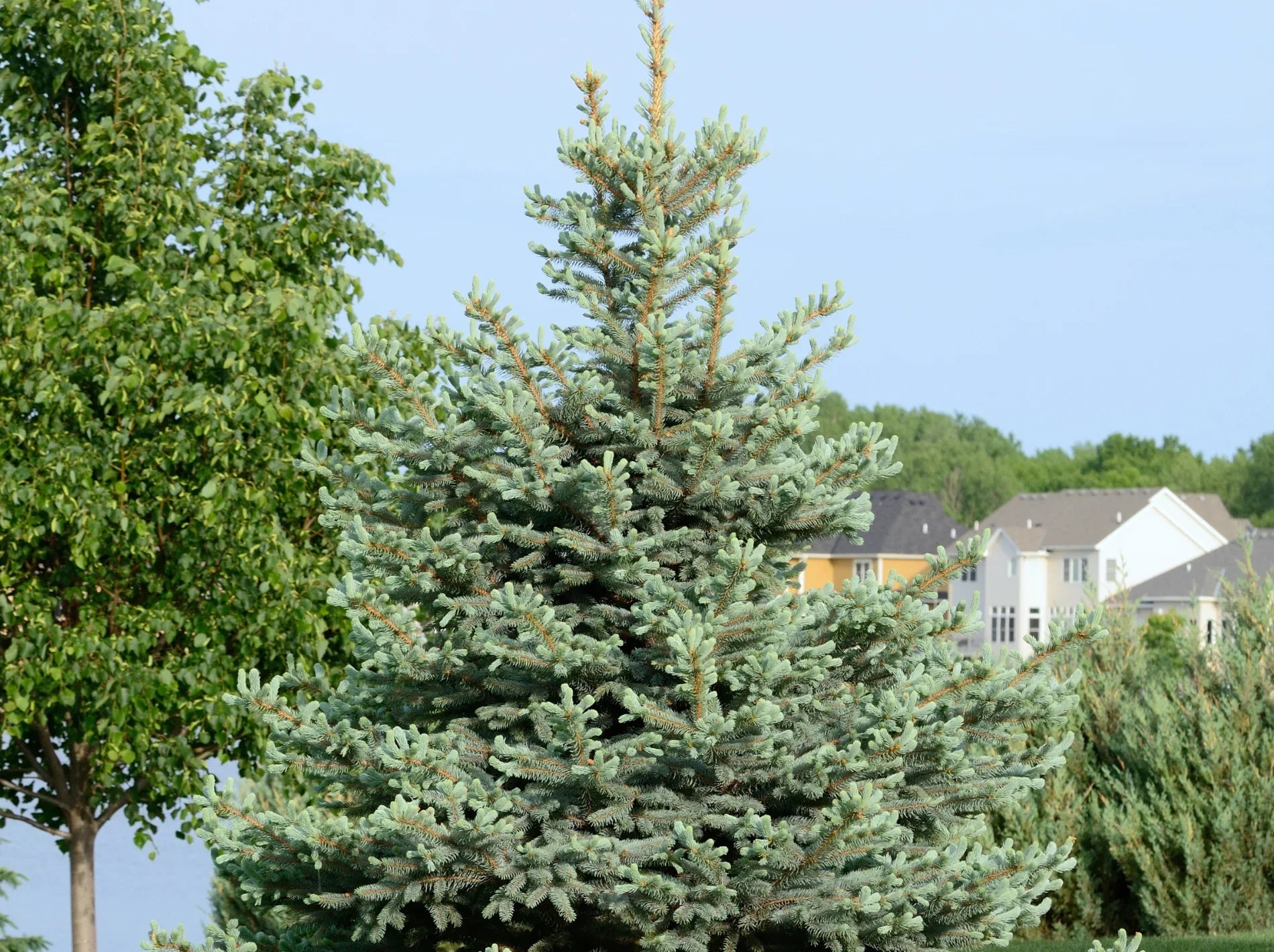 Compact Spruce Baby Blue Spruce Care Guide: How to Grow This Compact Evergreen Beauty ...