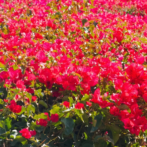 Bougainvillea Care Guide: Fertilizer, Pruning, Watering & Propagation Tips