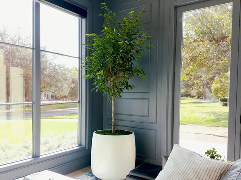 Benjamina Ficus Indoor Tree Bright Indirect Sunlight