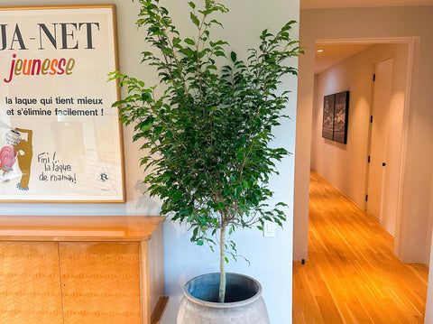 Benjamina Ficus Care Guide: The Complete Guide to a Healthier, Happier Indoor Tree