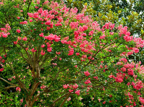 Best Time to Plant Trees in the Summer