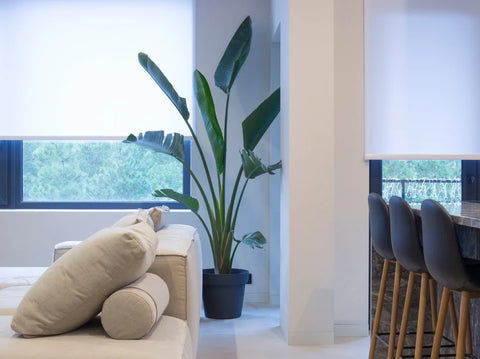 Bird of Paradise Indoor Care Guide | Simply Trees
