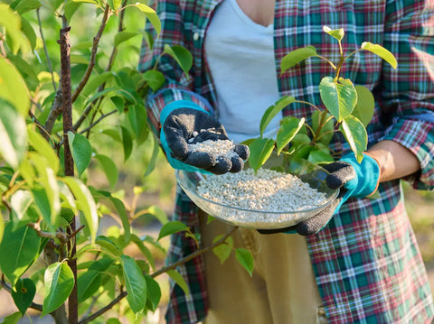 Simply Trees Guide to Fertilizing