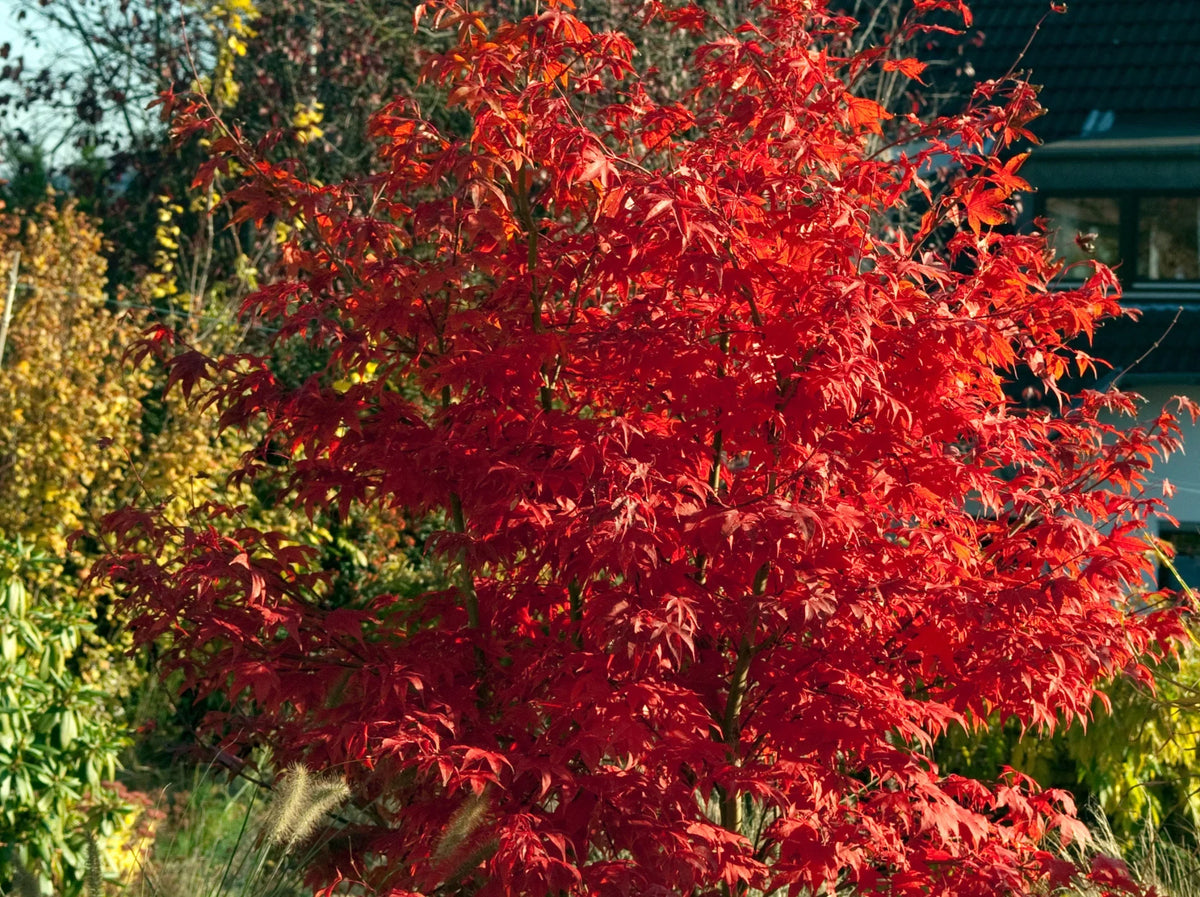 Bloodgood Japanese Maple Care Guide: How to Grow This Elegant Red Foliage Tree
