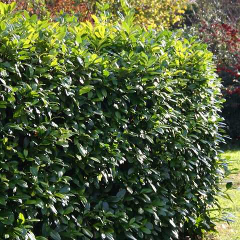 Carolina Cherry Laurel Growth Rate: How Fast Does It Grow?