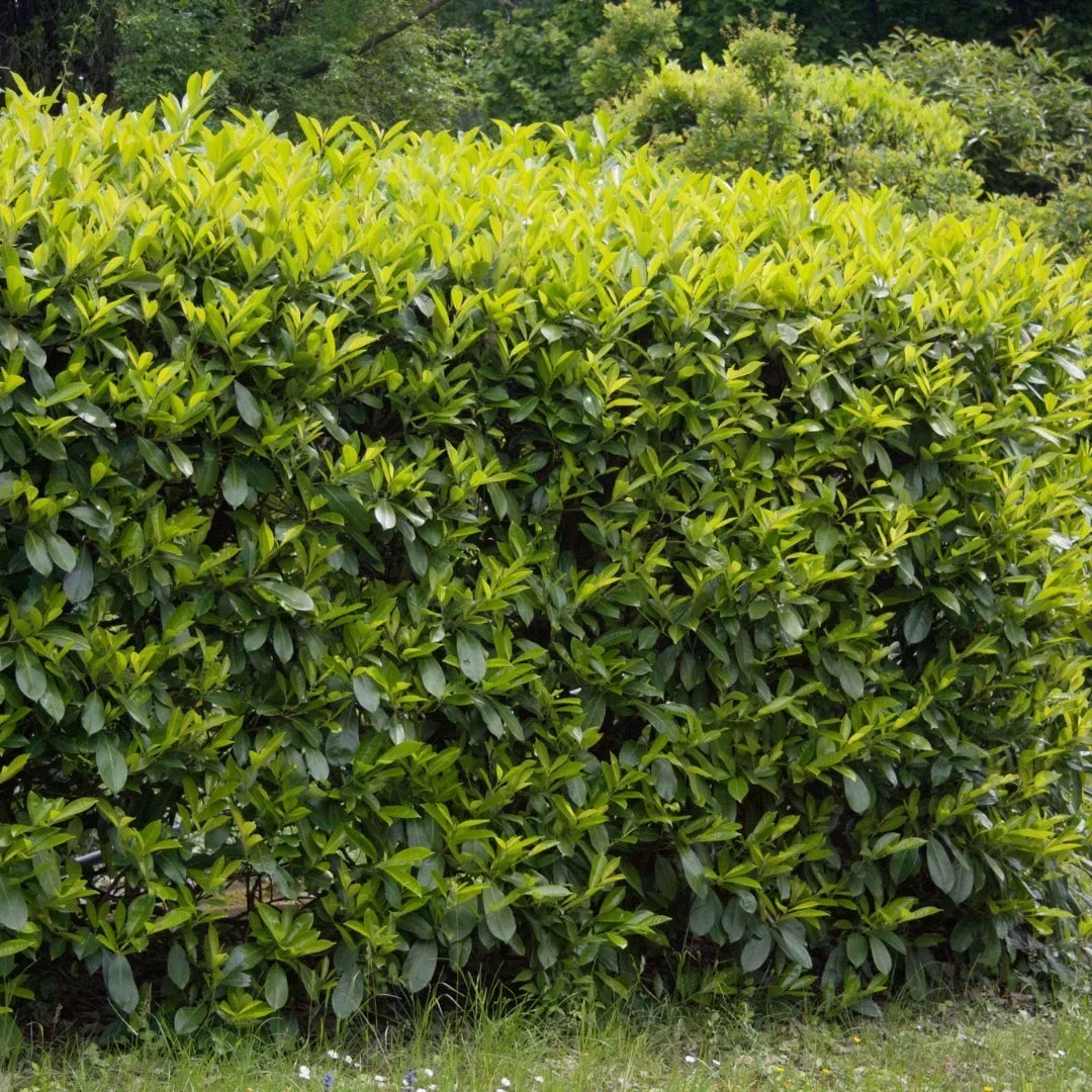 Carolina Cherry Laurel Care Guide: Watering, Pruning, Growth & Privacy Tips