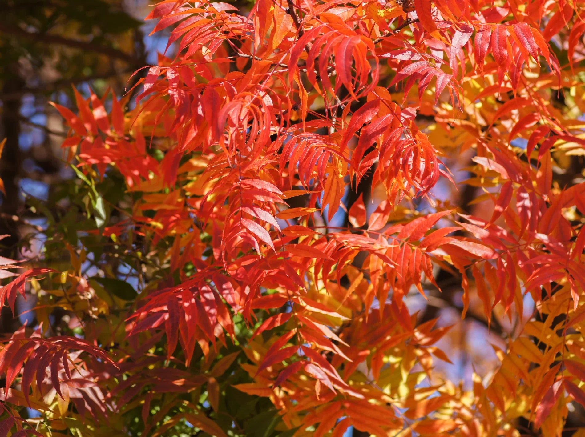 Chinese Pistache Care Guide: A Hardy, Colorful Tree for Your Landscape ...