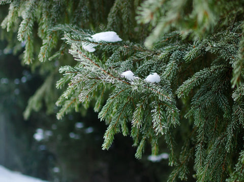 Choosing the Right Trees for Winter Planting by Grow Zone