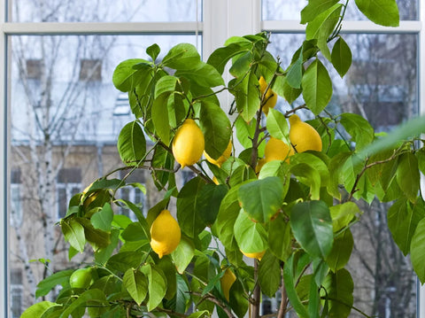 Citrus Winter Care | Protect Citrus Trees from Frost & Freezing