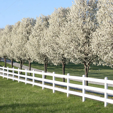 Pear Tree Care Guide: Planting, Watering, Pruning & Fertilizer Tips