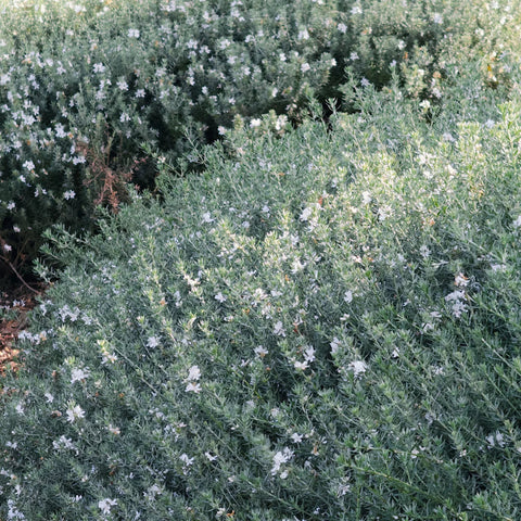 Rosemary Plant Care Guide: Planting, Outdoor Care & Brown Leaves