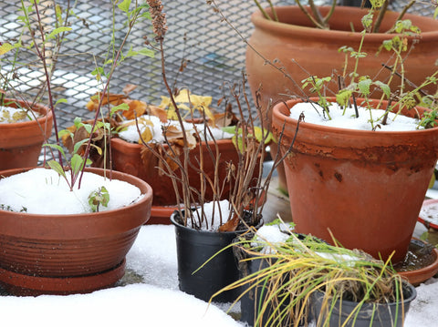 Container Gardening in Winter