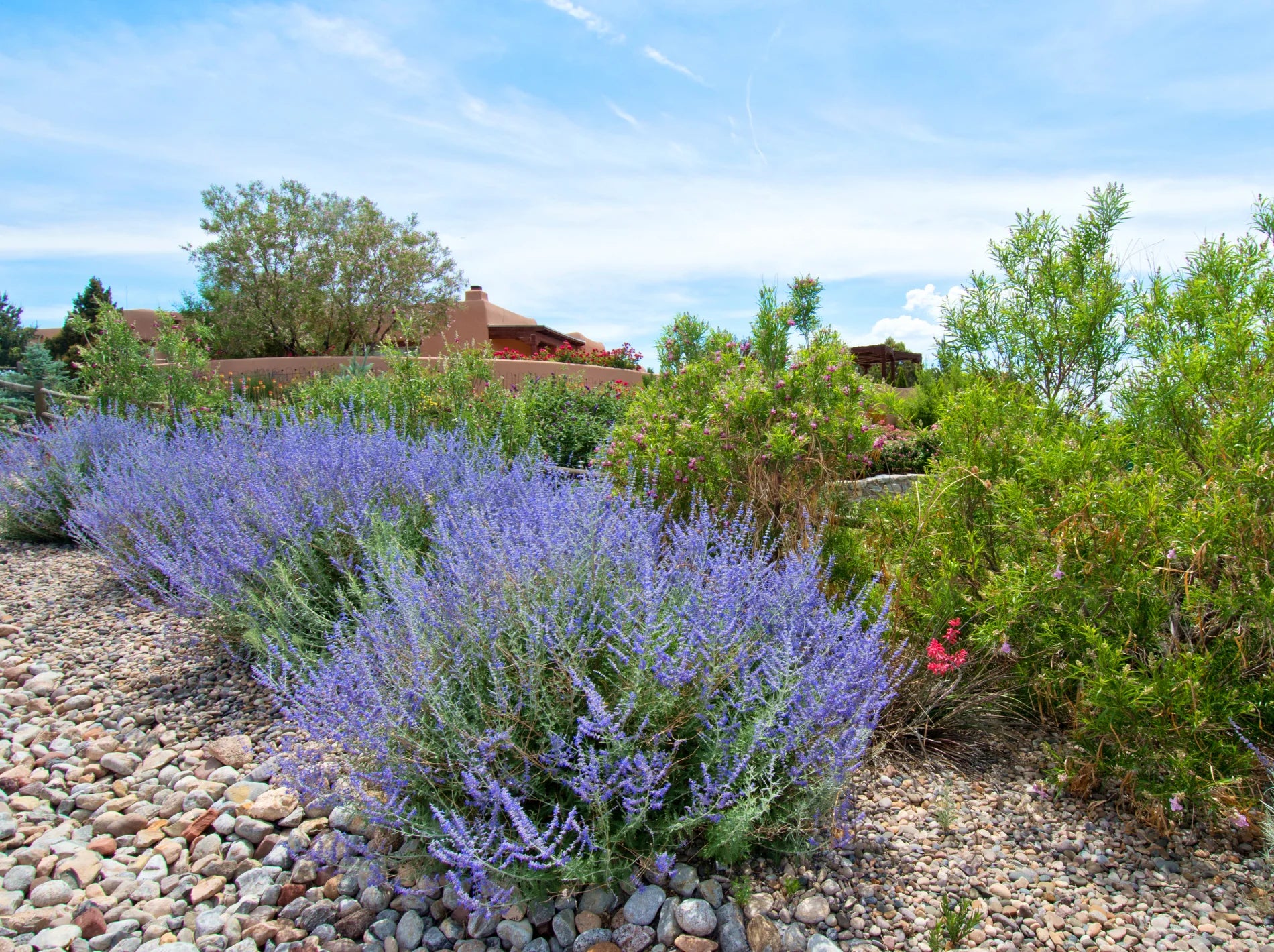 Discover the Ideal Climate for Russian Sage – Simply Trees