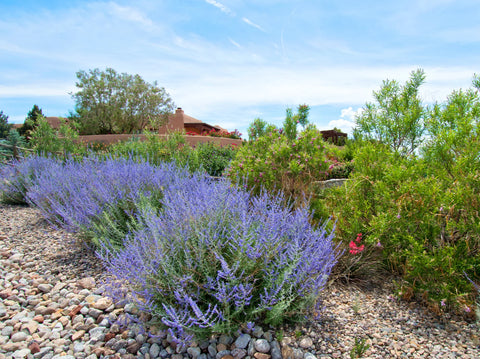 Discover the Ideal Climate for Russian Sage