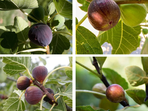 Discover the Perfect Fig Tree for Your Garden Black Mission Celeste Brown Turkey and Chicago Hardy