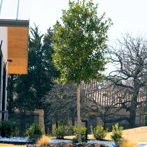 Eagleston Holly Care Guide: Sun, Watering, Pruning & Privacy Tips