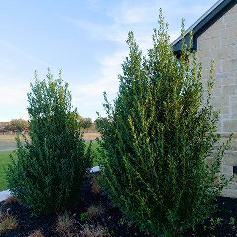 Emerald Colonnade Holly Growth Rate: How Fast Does It Grow?