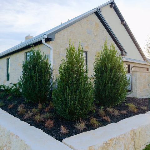 Emerald Colonnade Holly Care Guide: Sun, Watering, Pruning & Privacy Tips
