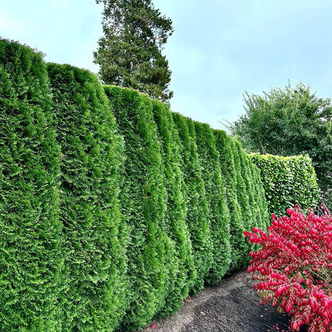 Emerald Green Arborvitae vs Thuja Green Giant: Which Privacy Tree Is Better?