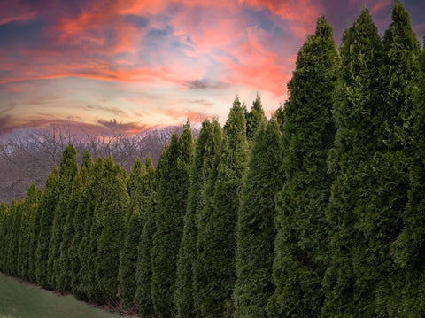 Emerald Green Arborvitae Growth Rate: How Fast Does It Grow?