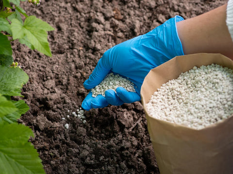 Fertilizing New Plants and Trees: Timing and Techniques for Optimal Growth