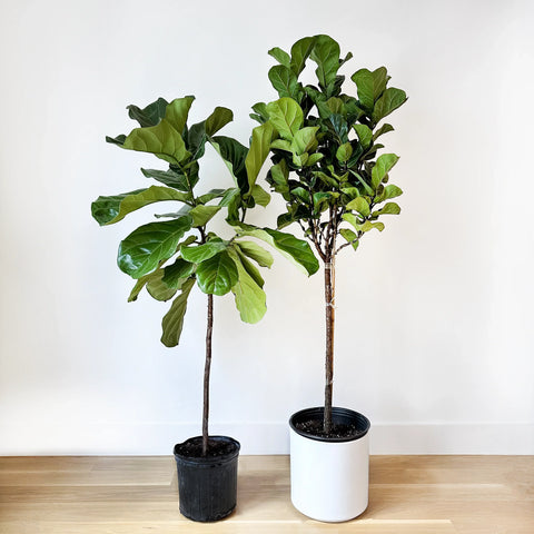 Fiddle Leaf Fig Brown Spots: Causes, Fixes & Prevention