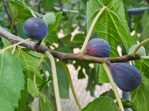 Fig Tree Care Guide | Black Mission, Brown Turkey & Chicago Hardy