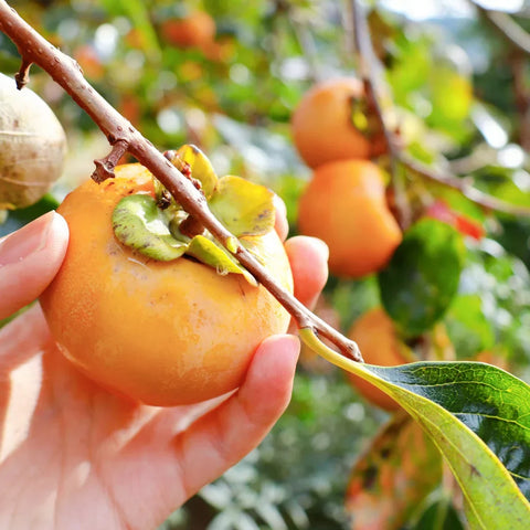 Zone 8 Fruit Trees: Best Options for Your Yard or Patio