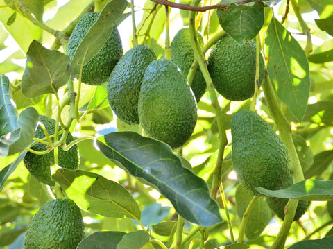 Hass Avocado Tree Care | Container Growing & Harvest Tips
