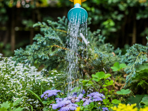 How Often Should I Water My Plants in the Summer