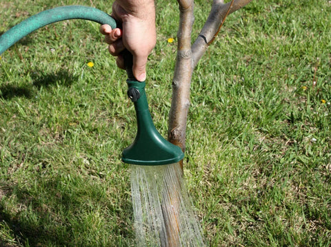 How Often to Water Plants in Winter By Growing Zone