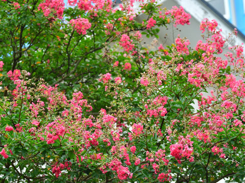 How to Care for Crape Myrtle Trees