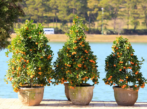 Grow Citrus in Containers | Best Pots, Placement & Citrus Tree Care