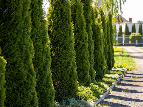 How to plant the Emerald Green Arborvitae