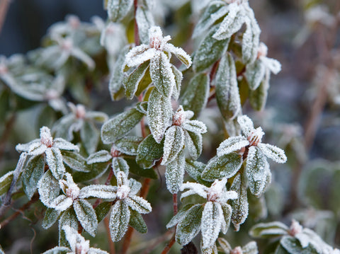 How to Protect Plants from Unexpected Frost and Cold Snaps