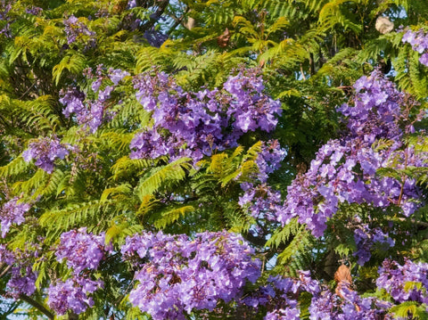 Winter Tree and Shrub Care Tips for Healthier Spring Growth