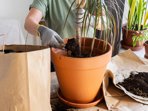 How to repot Dracaena