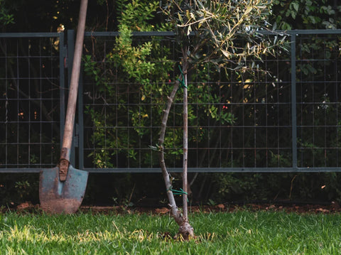 Is Winter a Good Time to Plant Trees and Shrubs?