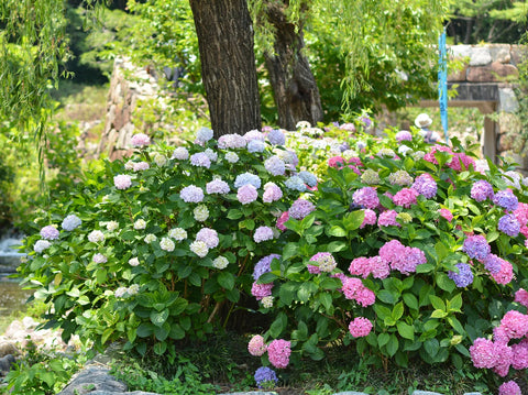 Keeping Hydrangeas Happy in the Heat Summer Care Guide