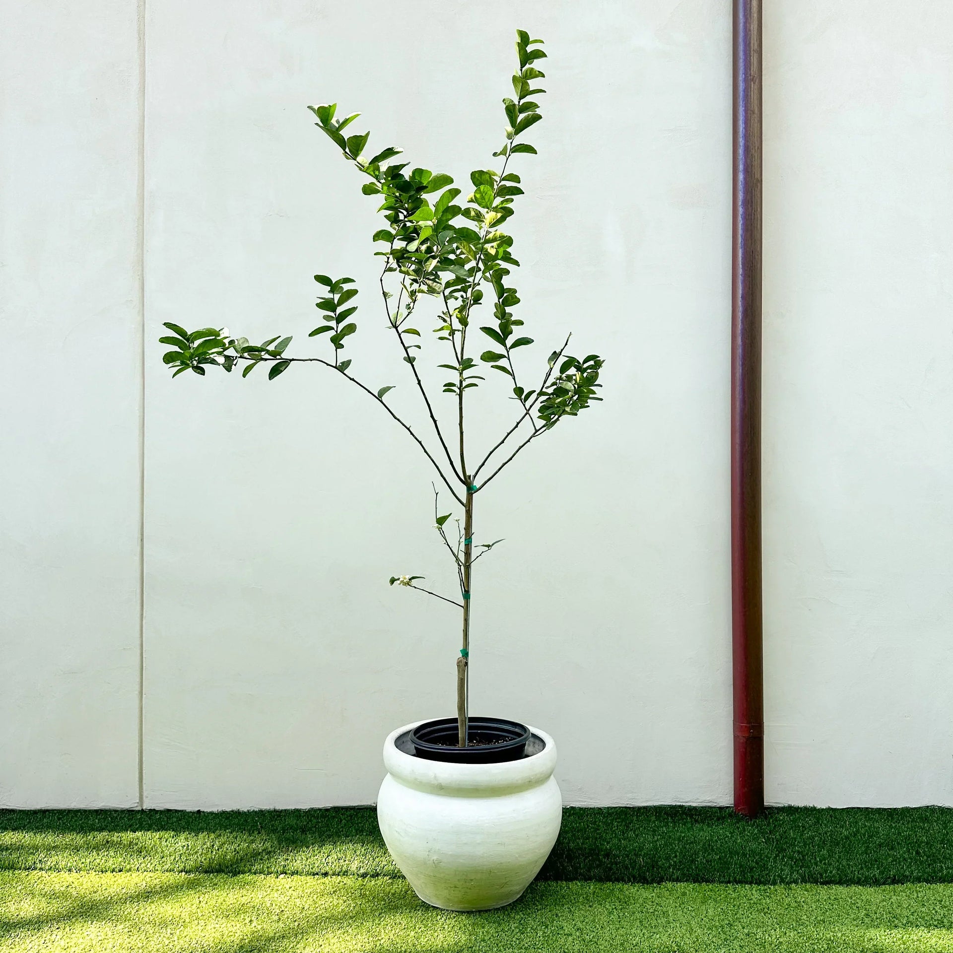 Zone 5 Fruit Trees: Best Cold-Hardy Picks – Simply Trees