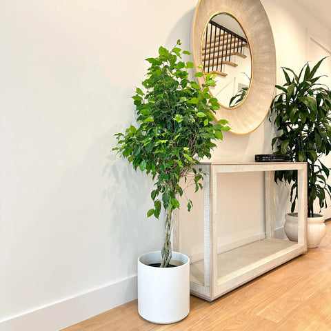Benjamina Ficus Care Guide: How to Grow and Care for a Weeping Fig Tree
