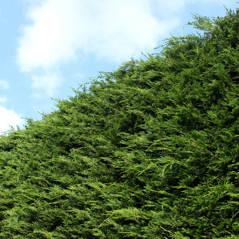 Leyland Cypress Growth Rate by Year: What to Expect After Planting
