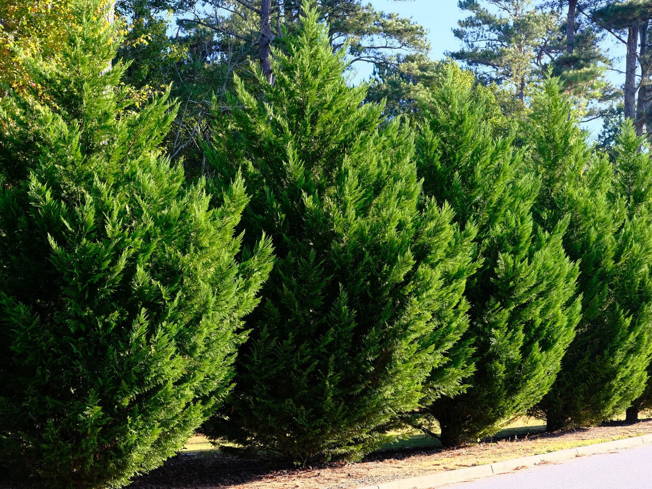 Spartan Juniper Landscaping & Care – Simply Trees